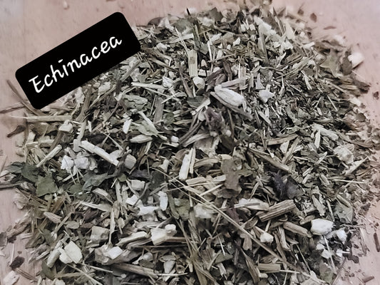 Echinacea Purpurea